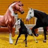 Star Equestrian – Pferderanch