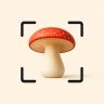 Funghi Riconoscimento Italiano