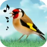 Vogelgeluiden