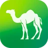 Camel Live