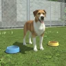 Pet Kingdom - Animal Simulator