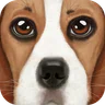 Ultimate Dog Simulator