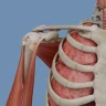 VOKA 3D Anatomie et Pathologie