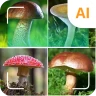 Pilzidentifikator
