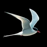 ANWB Vogelgids van Europa