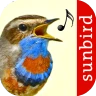 Vogelstimmen Id - Ruf + Gesang