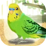 癒しのインコ育成ゲーム