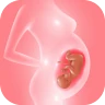 Track pregnancy & baby growth