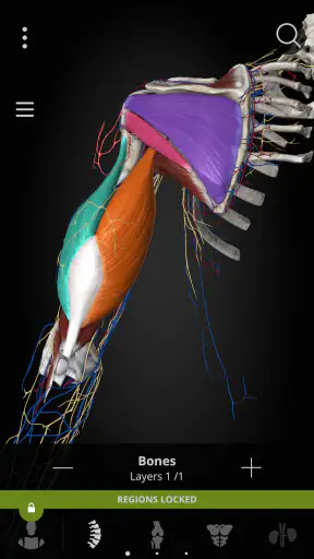 Anatomyka - 3D Anatomy Atlas