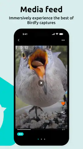 Birdfy