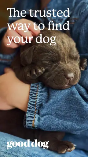 Good Dog: Find Your Puppy
