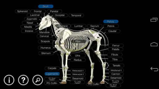 Horse Anatomy: Equine 3D