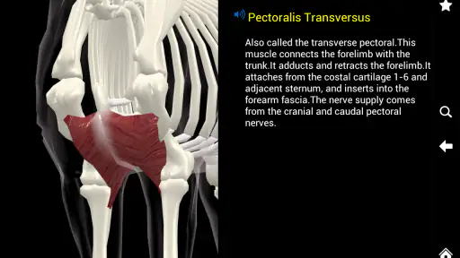 Horse Anatomy: Equine 3D