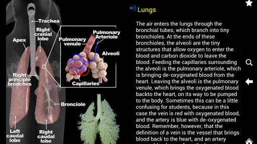 Horse Anatomy: Equine 3D