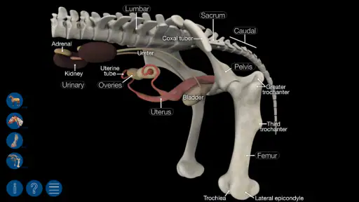 Horse Anatomy: Equine 3D