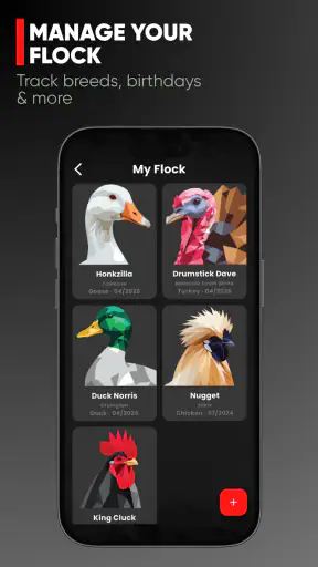 RUN-CHICKEN