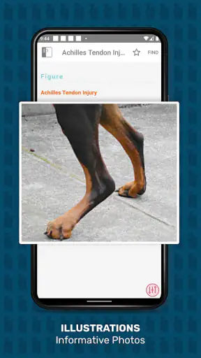 Veterinary Advisor: Dogs Cats