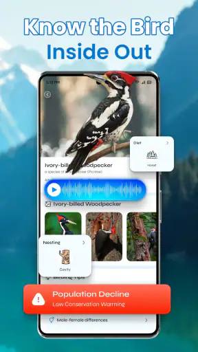 Identification des oiseaux