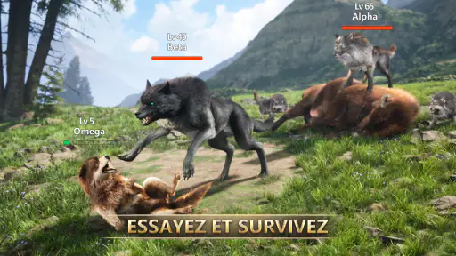 Jeu de Loup