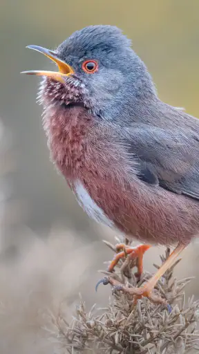 Merlin Bird ID par Cornell Lab