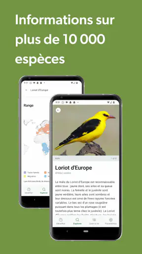 Merlin Bird ID par Cornell Lab