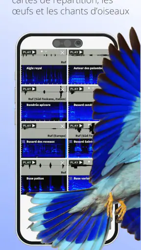 Ois'App - Oiseaux de France