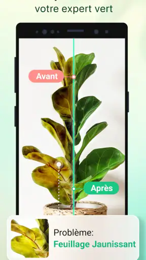 Plant Parent - Guide entretien