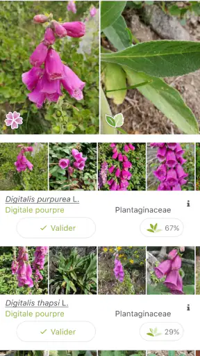 PlantNet Identification Plante