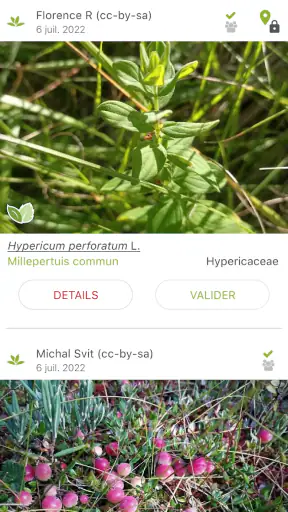 PlantNet Identification Plante