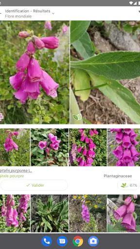 PlantNet Identification Plante
