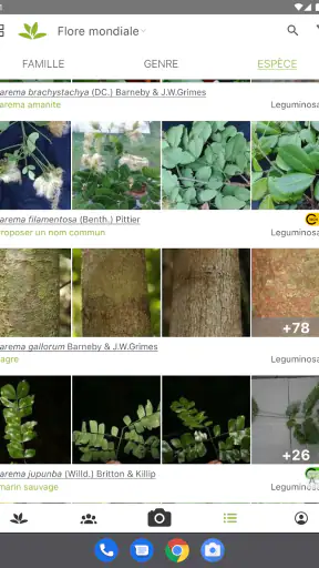PlantNet Identification Plante