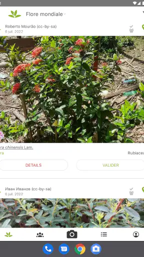 PlantNet Identification Plante