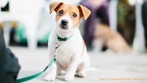 Sound Proof Puppy Training