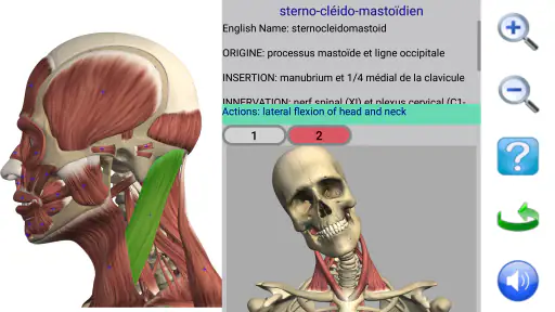 Visual Anatomy 2