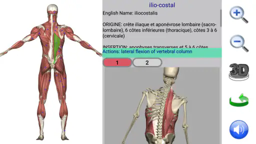 Visual Anatomy 2