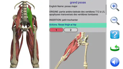 Visual Anatomy 2
