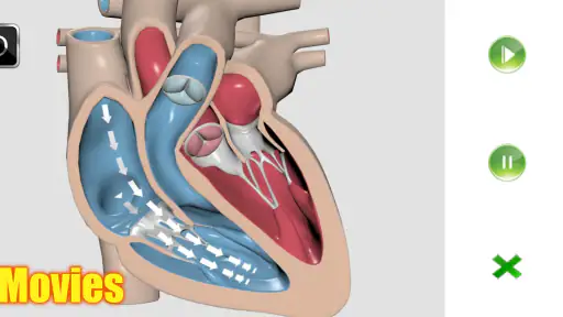 Visual Anatomy 2