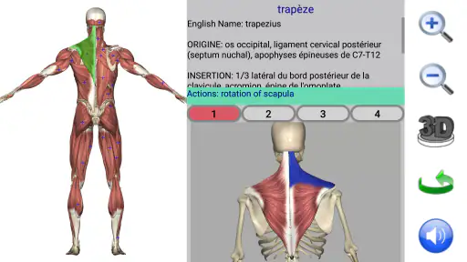 Visual Anatomy 2
