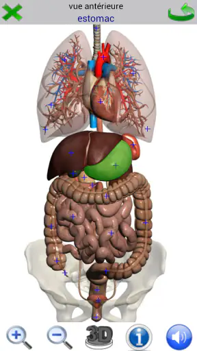 Visual Anatomy 2