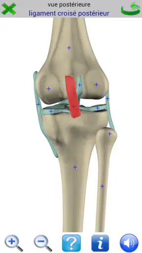 Visual Anatomy 2