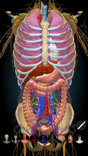 Anatomy Learning - Anatomía 3D