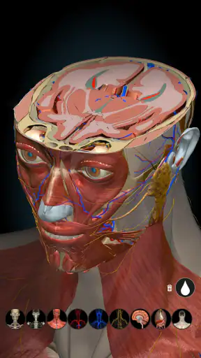 Anatomy Learning - Anatomía 3D