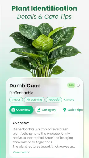 Plant Identifier: Tips & Care