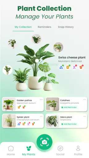 Plant Identifier: Tips & Care