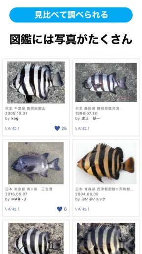 魚みっけ