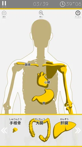 あそんでまなべる 人体模型パズル