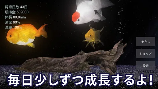金魚育成アプリ・ポケット金魚