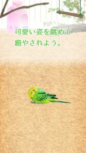 癒しのインコ育成ゲーム