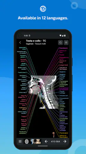 IMAIOS e-Anatomy